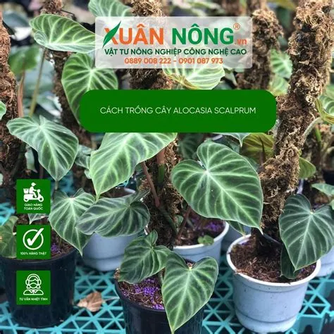 Cách trồng và chăm sóc cây Alocasia scalprum trong nhà bếp